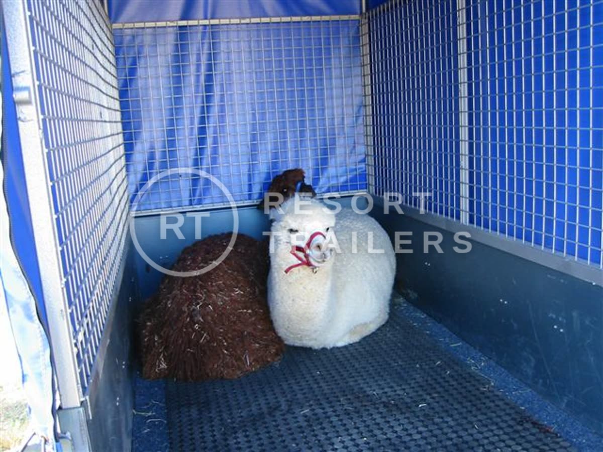 Box trailer with canopy and ripstop vinyl for alpacas interior — built by Resort Trailers